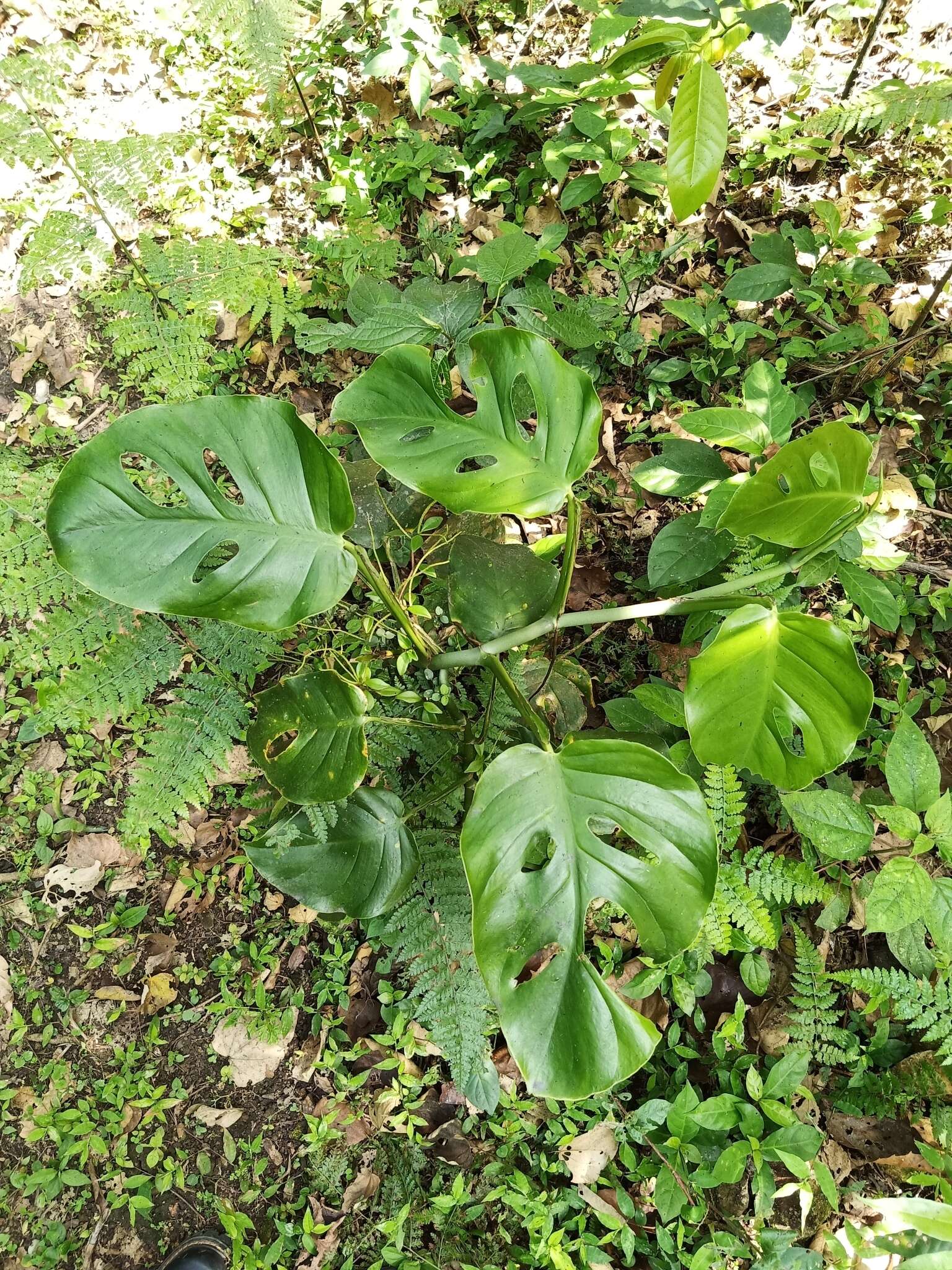 Image of Monstera acuminata K. Koch