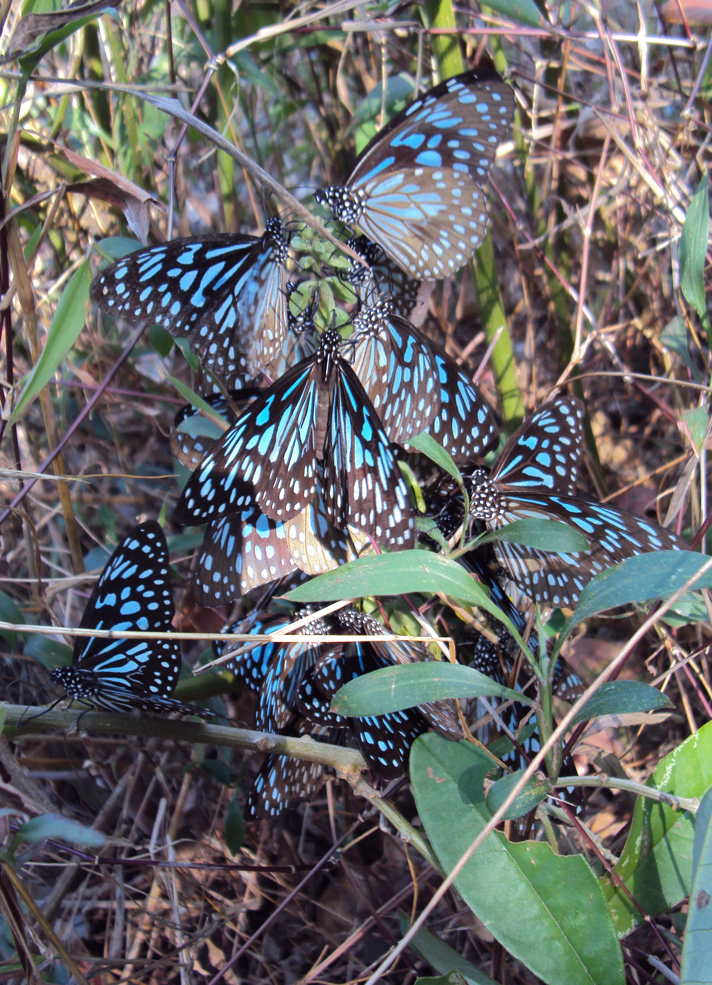 Image of Tirumala septentrionis