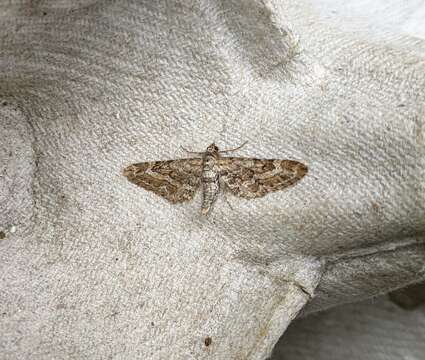 Image of narrow-winged pug