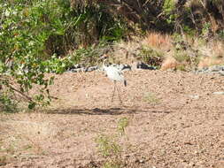 Image of Brolga