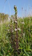 Imagem de Euphrasia stricta D. Wolff ex J. F. Lehm.