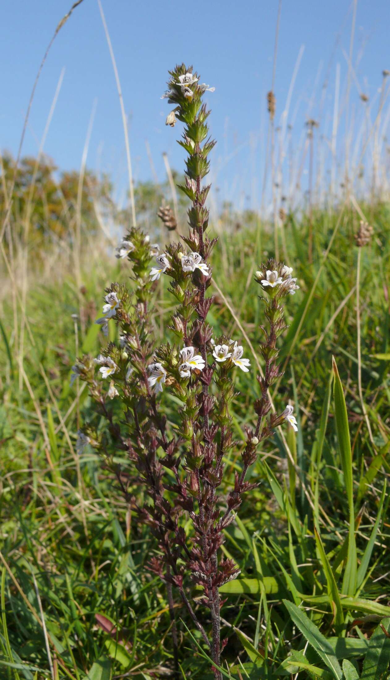 Слика од Euphrasia stricta D. Wolff ex J. F. Lehm.