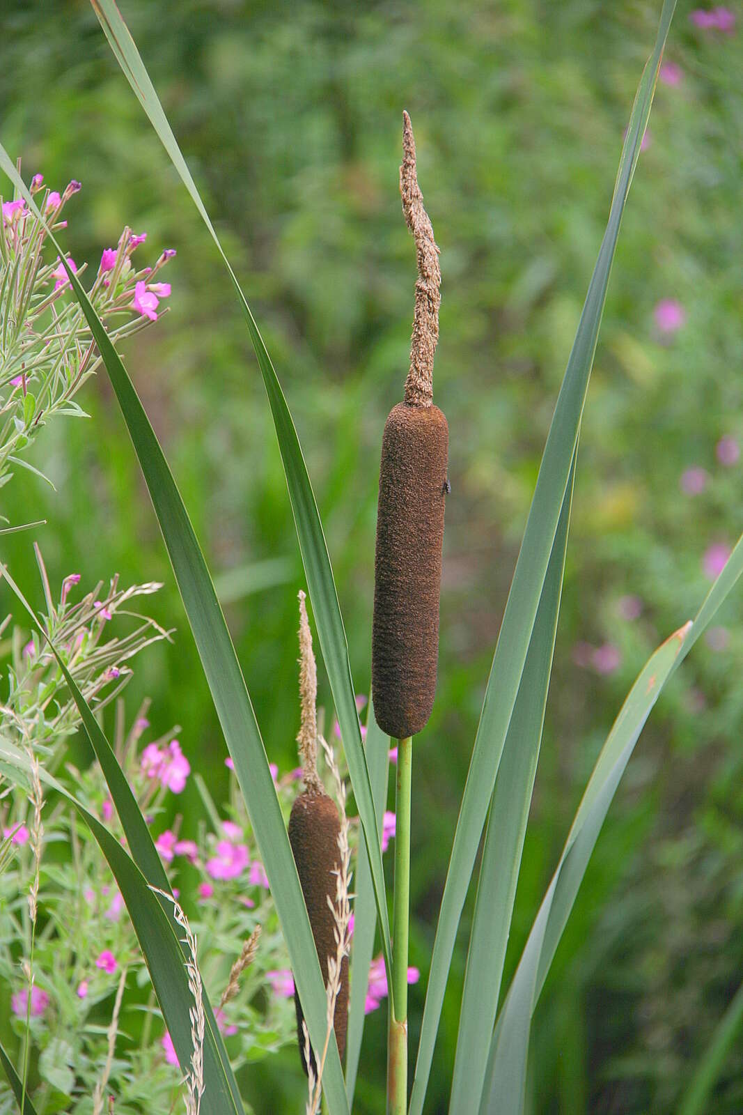 Image of broadleaf cattail