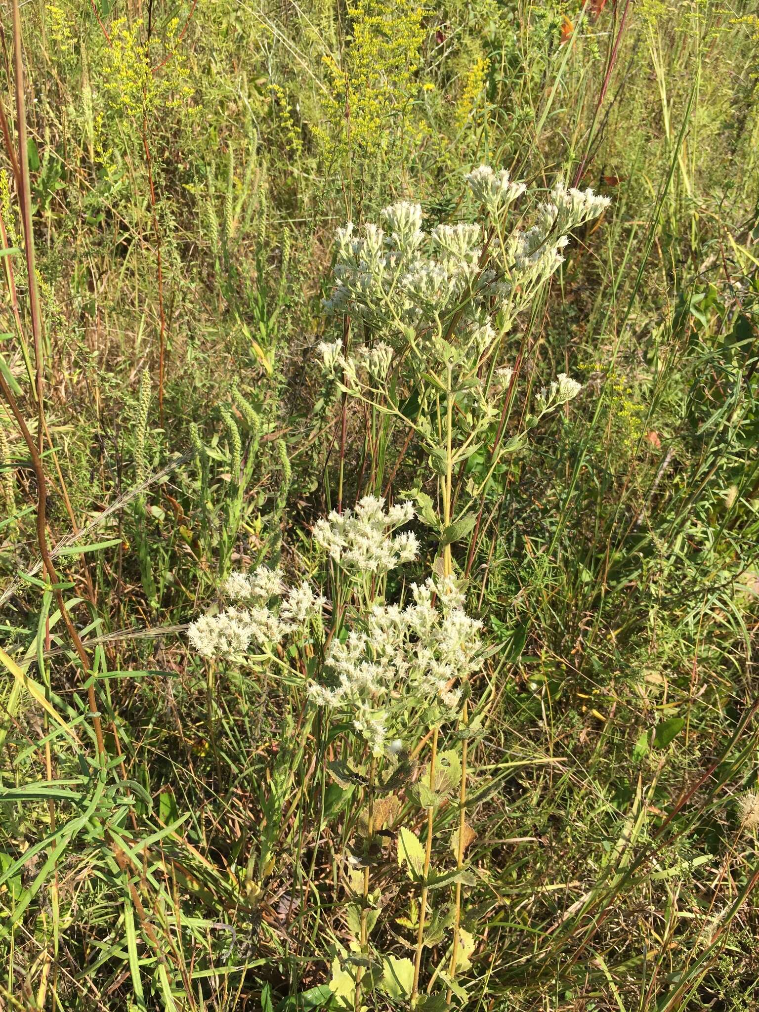 Eupatorium rotundifolium var. scabridum (Ell.) A. Gray resmi