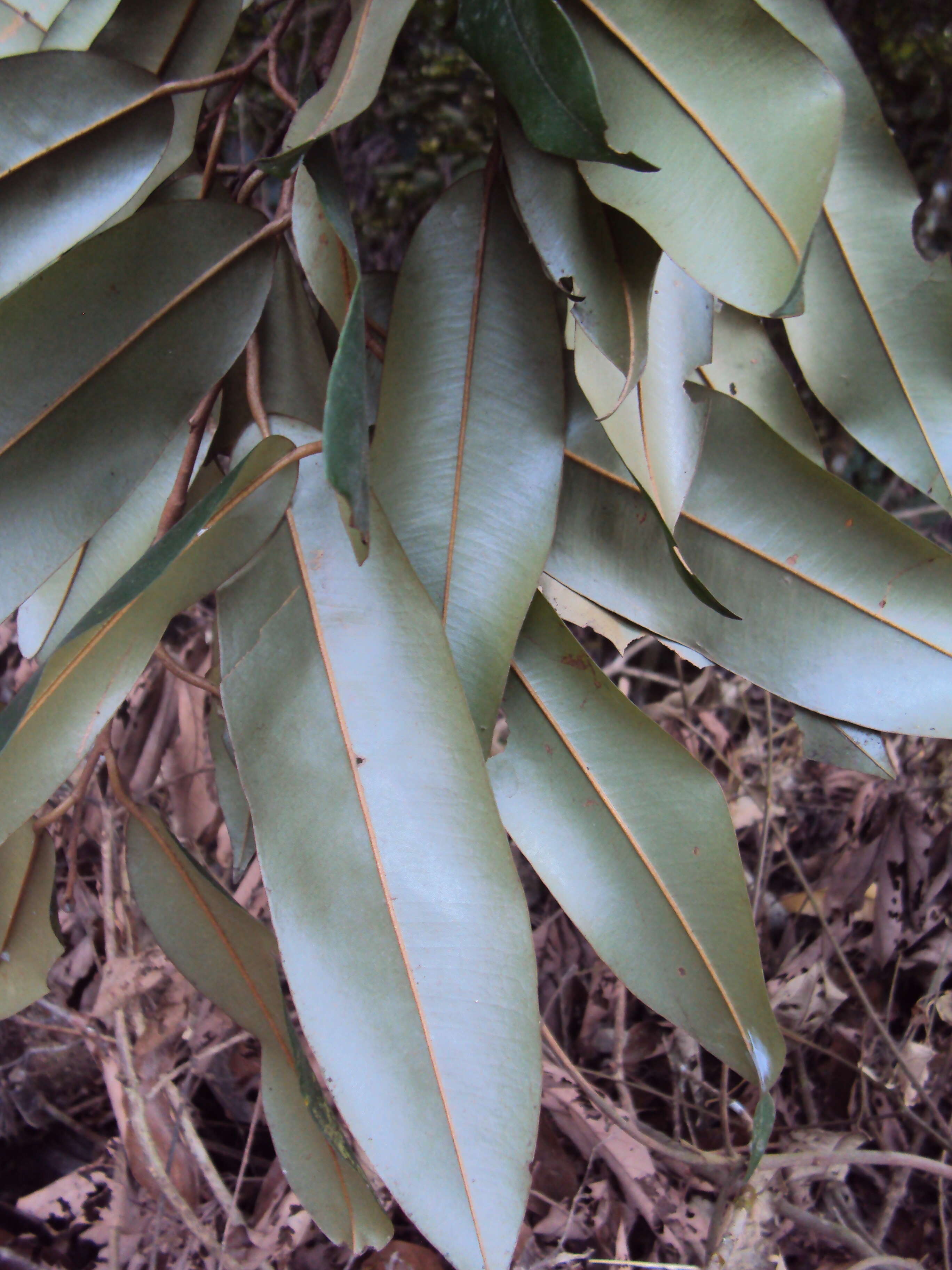 Imagem de Cullenia exarillata A. Robyns