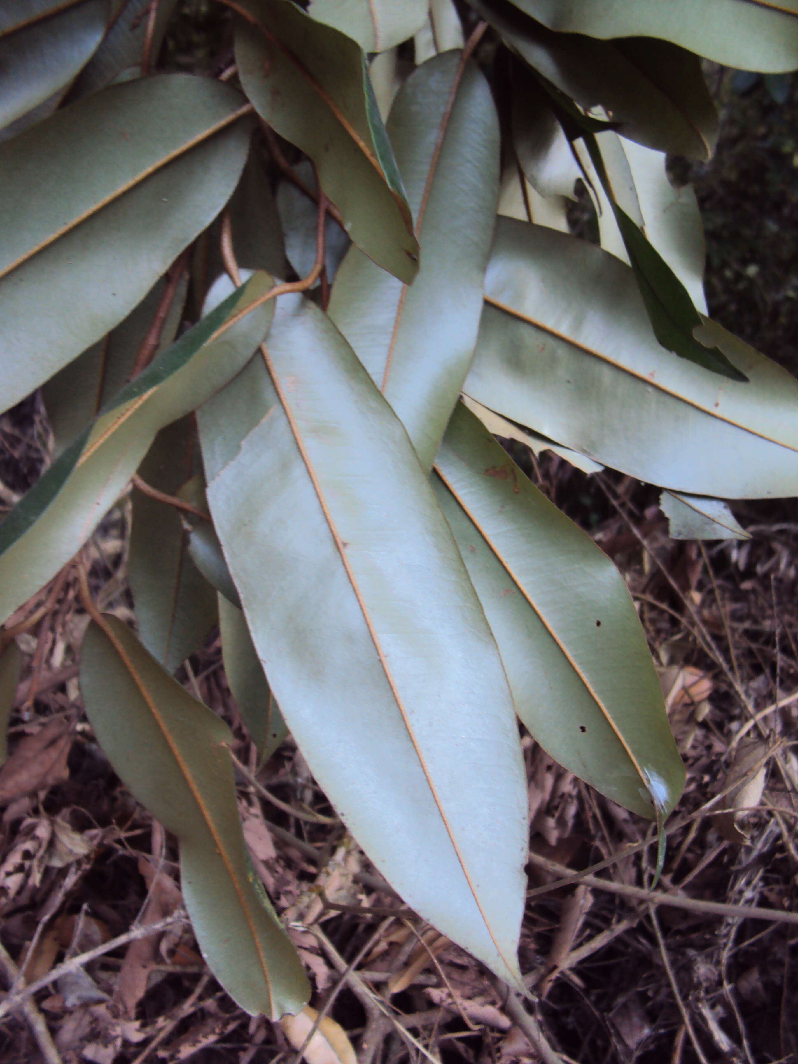 Imagem de Cullenia exarillata A. Robyns