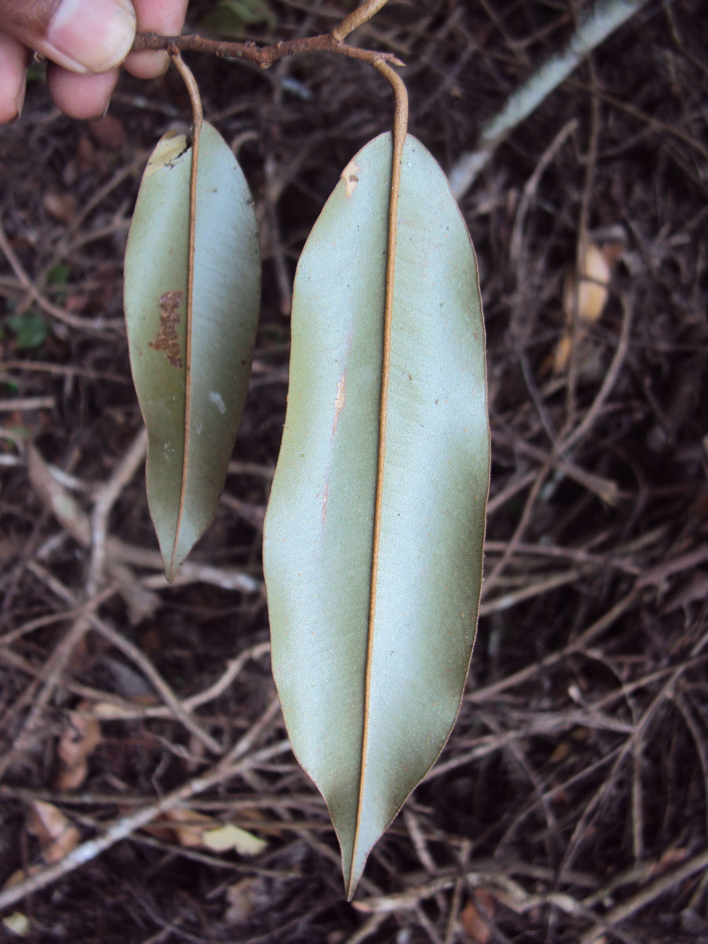 Imagem de Cullenia exarillata A. Robyns