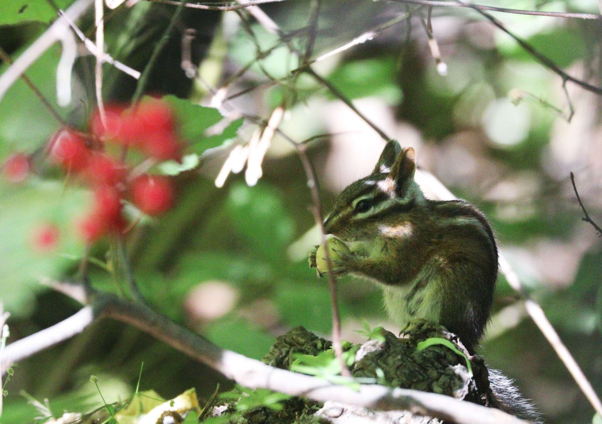 Image of Long-eared Chipmunk