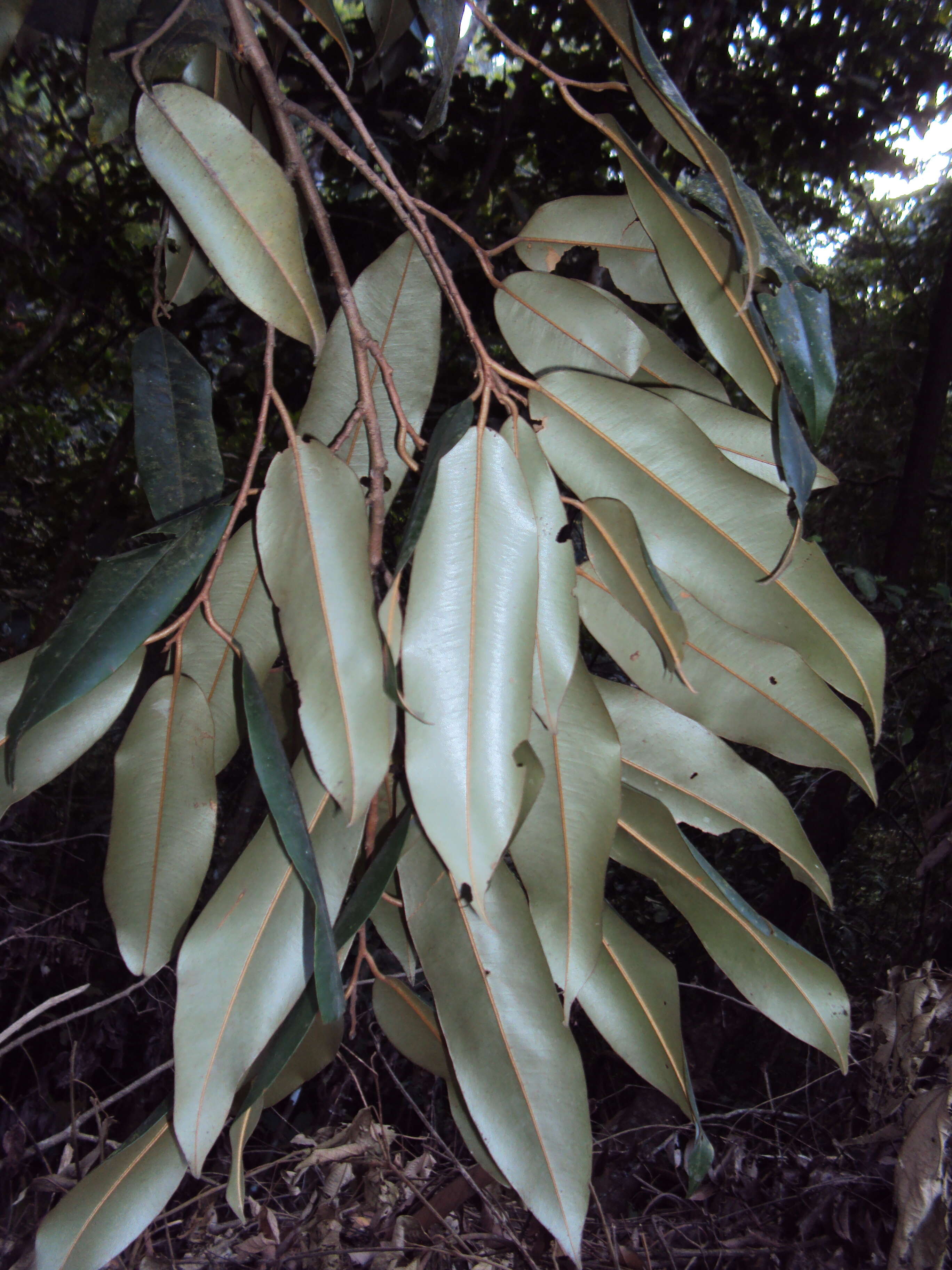 Imagem de Cullenia exarillata A. Robyns