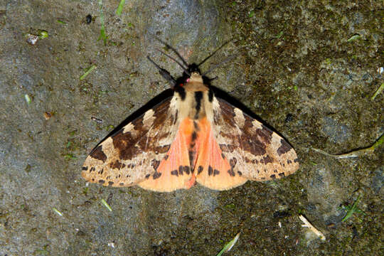 Image of Spilosoma kebea Bethune-Baker 1904