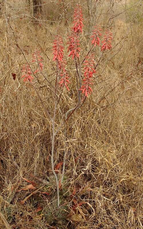 Image of Aloe monteiroi Baker