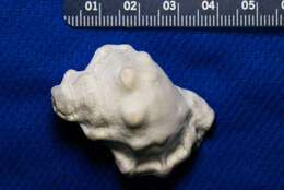 Image of California frogsnail