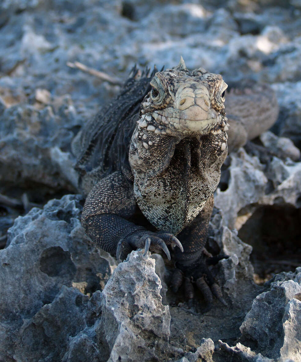 Image of Cayman Islands Ground Iguana