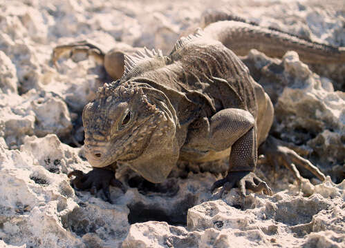 Image of Cayman Islands Ground Iguana