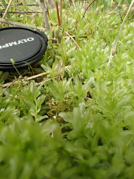 Image of intermediate plagiomnium moss