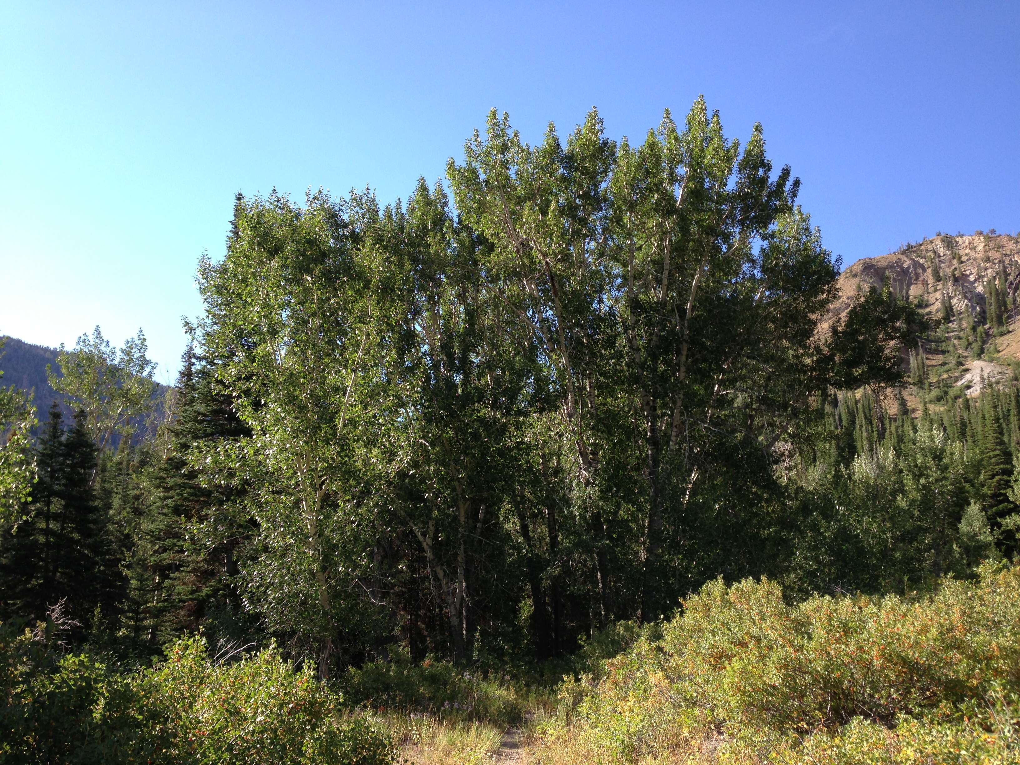 Image of quaking aspen