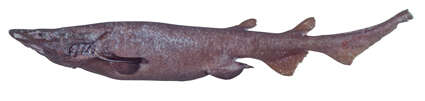 Image of Bulldog Catshark