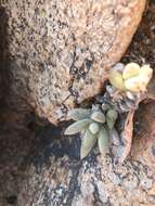 Image of Crassula garibina subsp. garibina