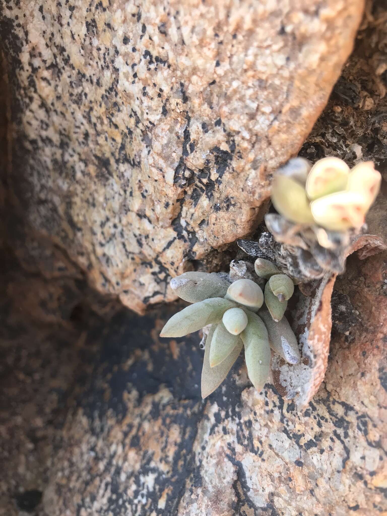 Image of Crassula garibina subsp. garibina