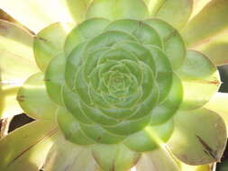 Image of Aeonium arboreum subsp. holochrysum (H. Y. Liu) Bañares