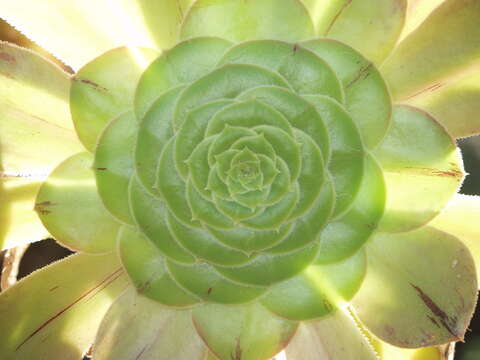 Image of Aeonium arboreum subsp. holochrysum (H. Y. Liu) Bañares