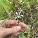 Image de Cuphea aspera Chapm.