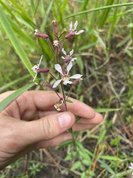 Image of Tropical Waxweed