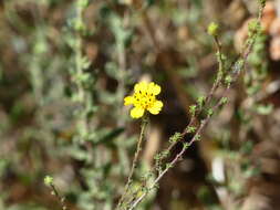 Image of wand tarbush