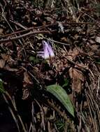 Image of Dog tooth lily