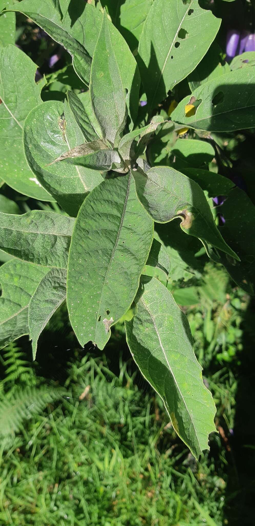 Слика од Iochroma calycina Benth.