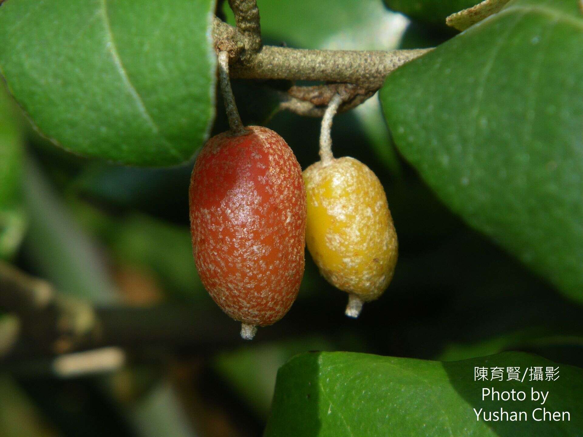 Image of Elaeagnus formosana Nakai