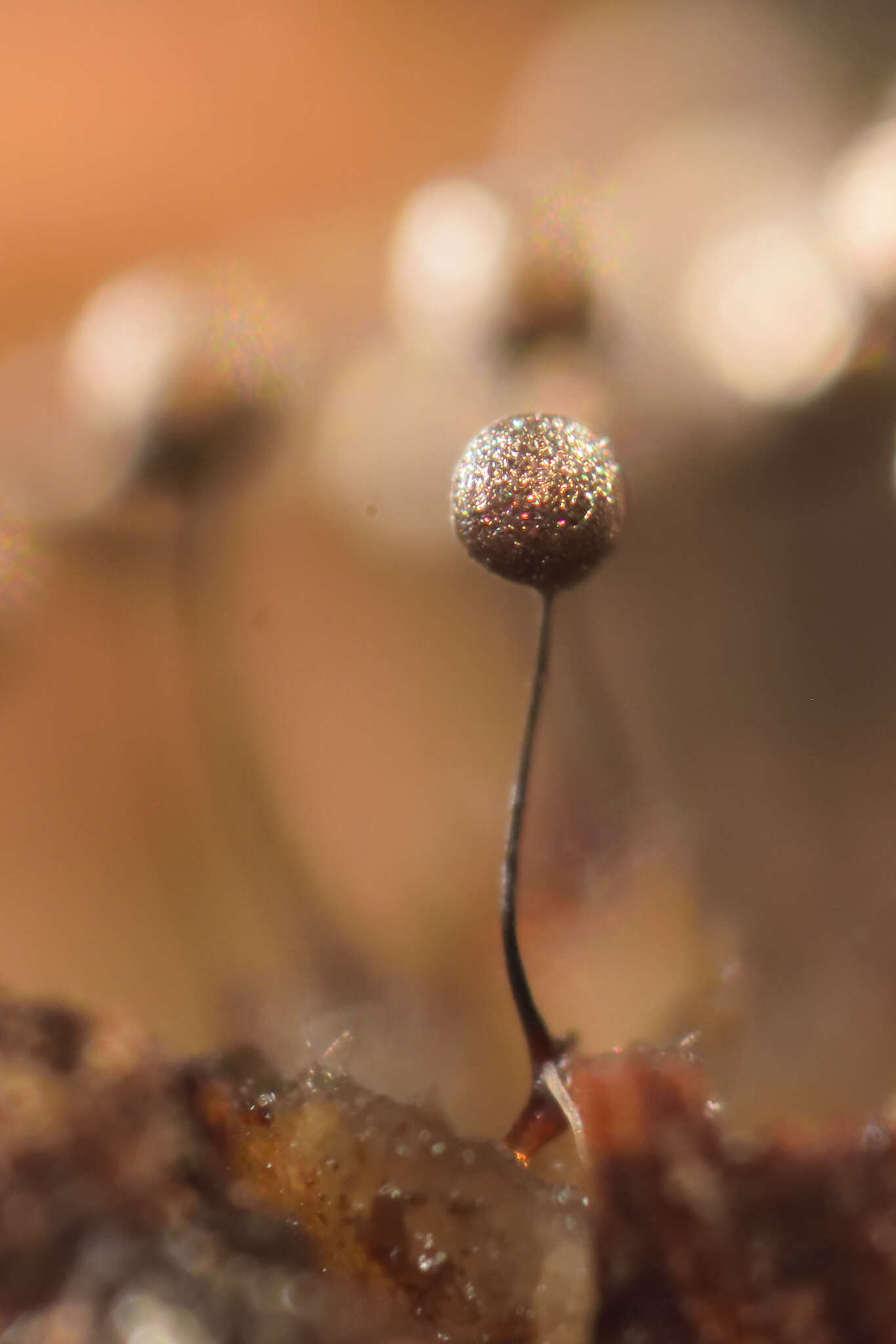 Image of Collaria arcyrionema (Rostaf.) Nann.-Bremek. ex Lado 1991