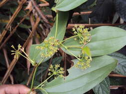 Image of Smilax zeylanica L.