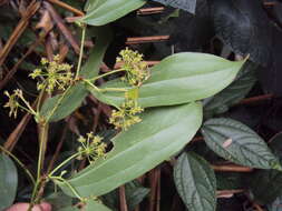 Image of Smilax zeylanica L.