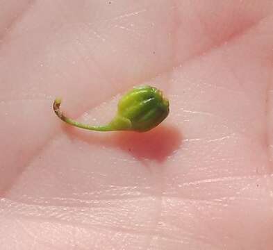 Слика од Centella glabrata L.