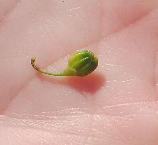 Image of Centella glabrata L.