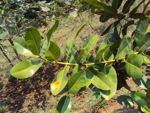 Image of Alexandrian Laurel