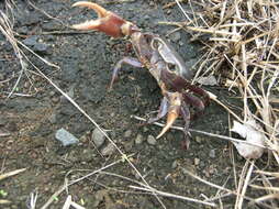 Image of Potamonautes isimangaliso Peer, Perissinotto, Gouws & Miranda 2015