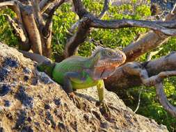 Image de Iguane des Petites Antilles