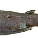 Image of Roughskin Catshark