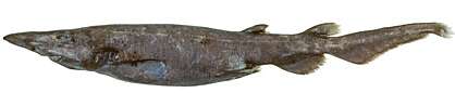 Image of Roughskin Catshark