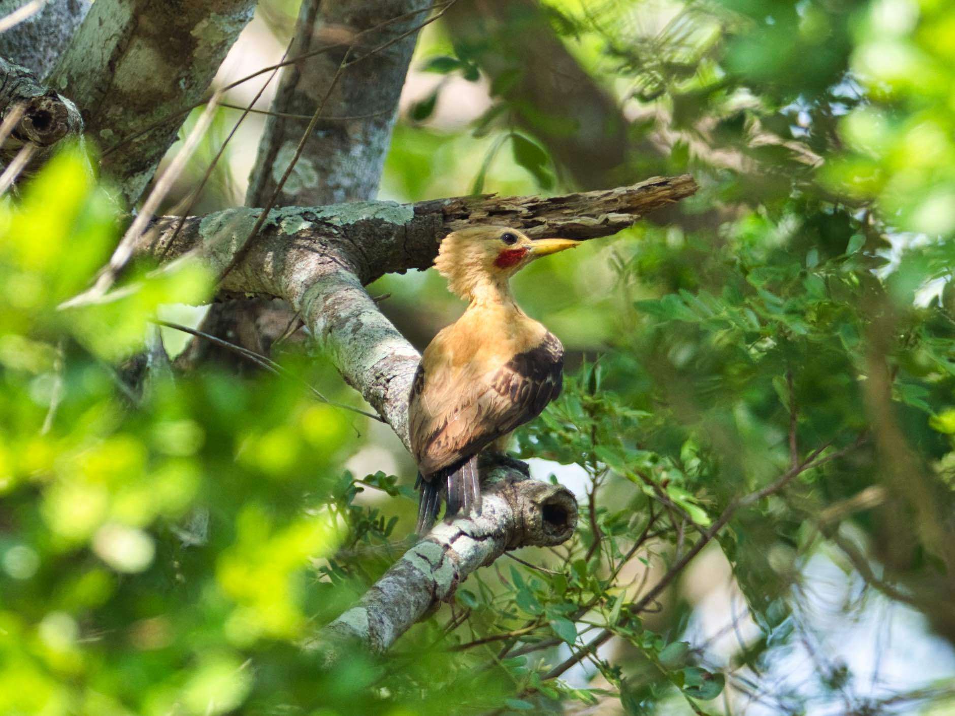 Image of Cream-colored Woodpecker