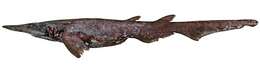 Image of Longhead Catshark