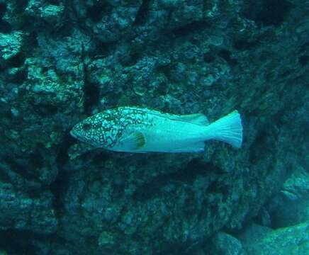 Image of Epinephelus clippertonensis Allen & Robertson 1999