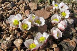 Слика од Ranunculus andersonii A. Gray