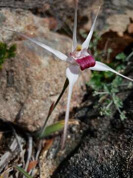 Caladenia nivalis Hopper & A. P. Br. resmi