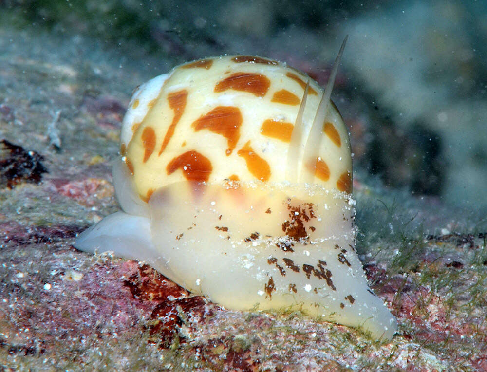 Imagem de Tectonatica violacea (G. B. Sowerby I 1825)