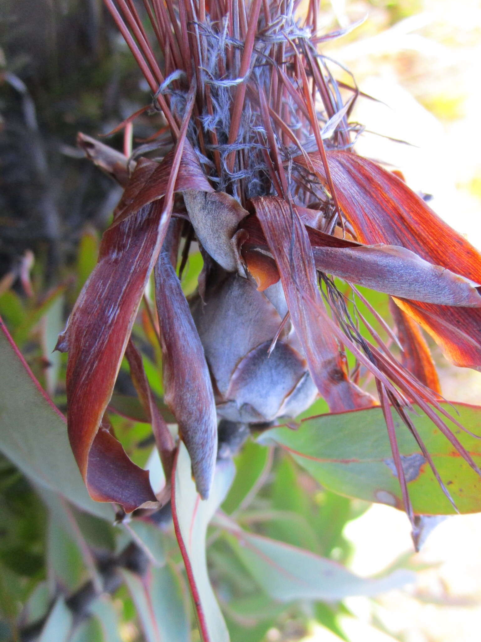 Imagem de Protea aurea subsp. aurea