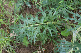 Sivun Phlomoides laciniata (L.) Kamelin & Makhm. kuva