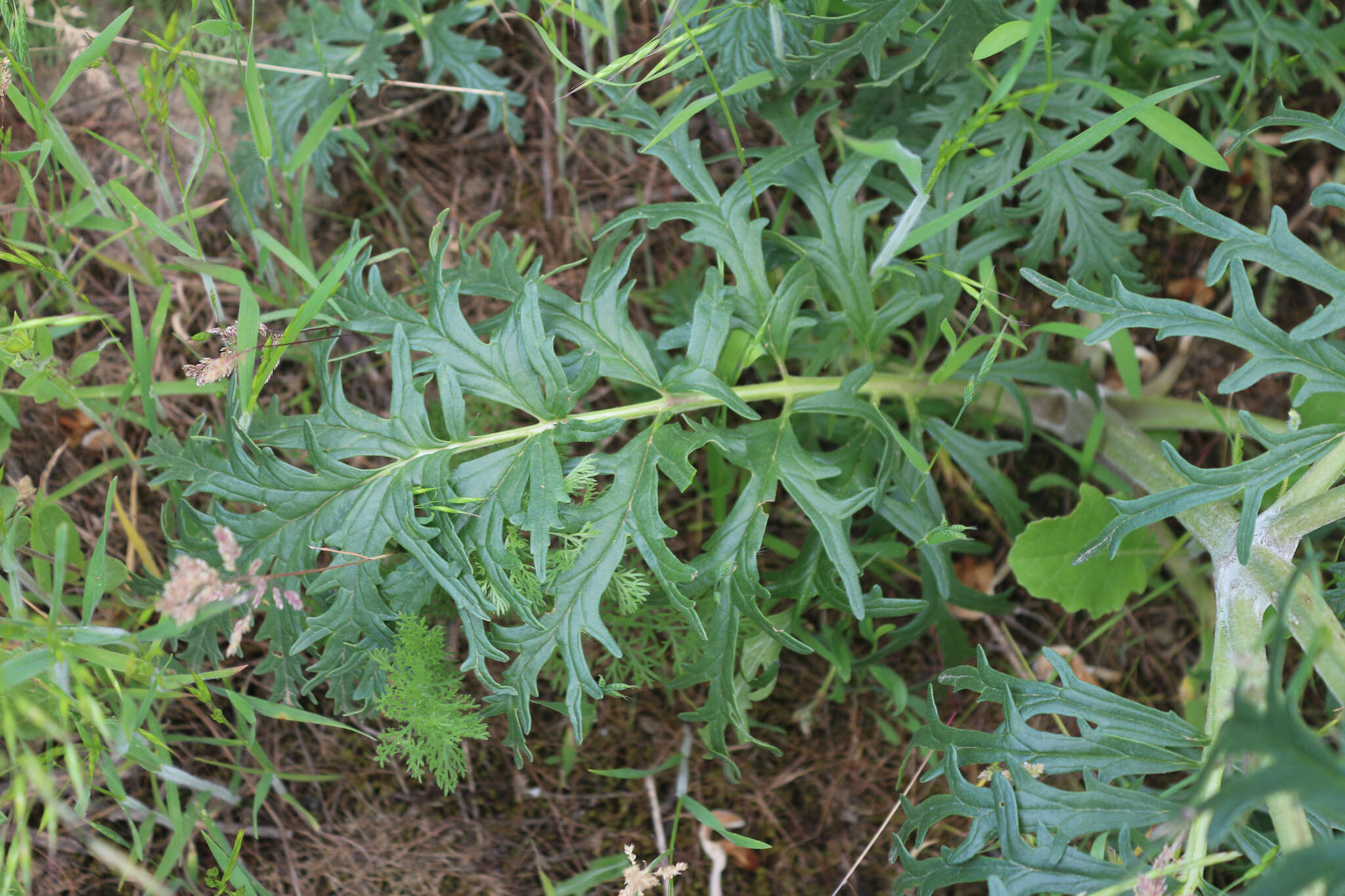 Image of Phlomoides laciniata (L.) Kamelin & Makhm.